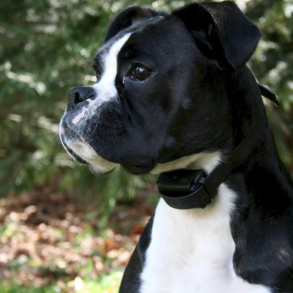 TrainPaws Honden Trainingshalsband – Draadloos met Trillings- & Geluidsfunctie